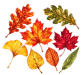 Zeven herfstbladeren in warme herfstkleuren – vrijstaande strijkapplicatie