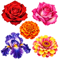 Vrijstaande bloemenmix met een rode roos, roze roos, oranje bloem, paarse iris en geelroze bloem